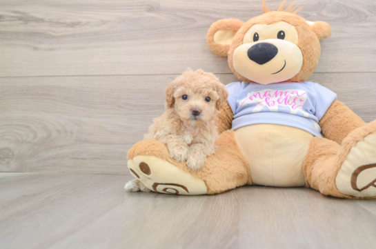 Poochon Puppy for Adoption