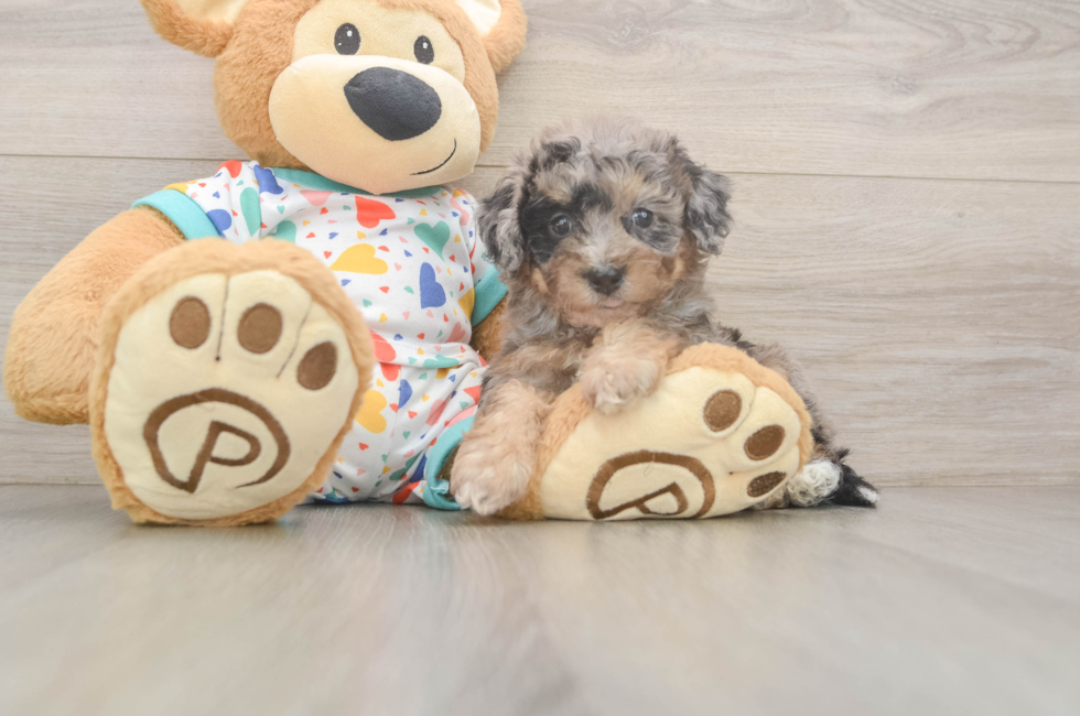 7 week old Poochon Puppy For Sale - Fairfield Furbabies