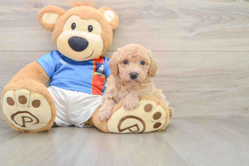 Poochon Puppy for Adoption