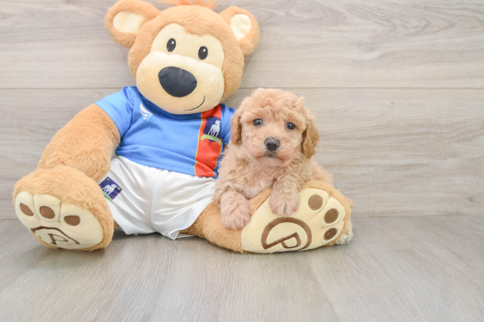 Poochon Puppy for Adoption