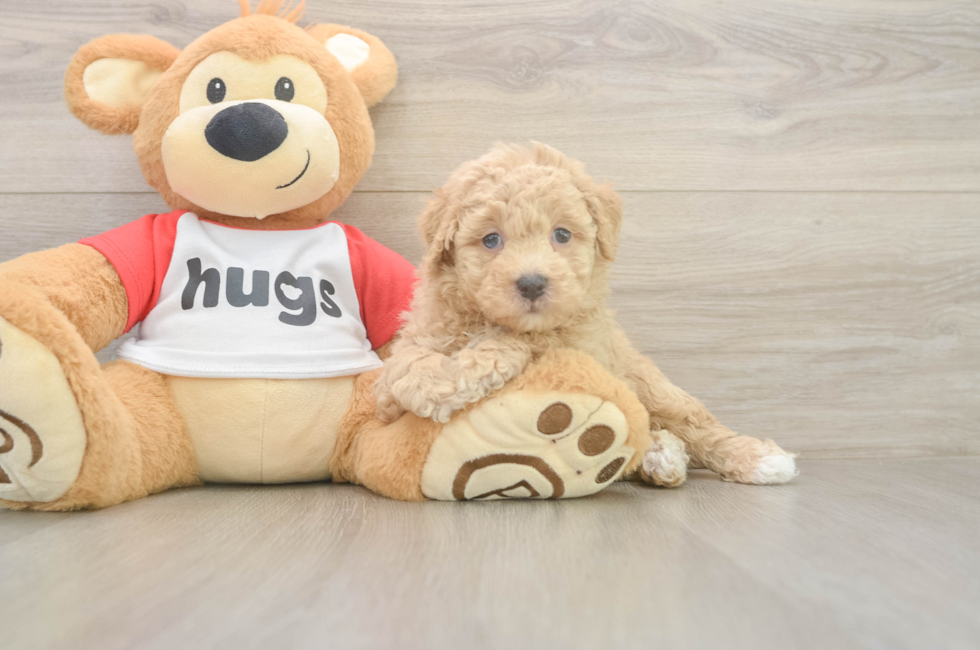 7 week old Poochon Puppy For Sale - Fairfield Furbabies
