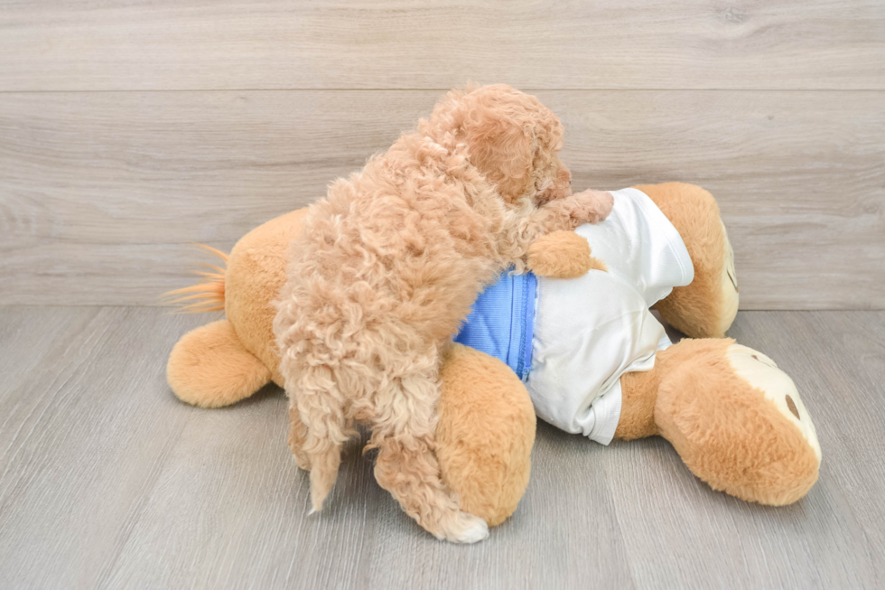 Poochon Pup Being Cute