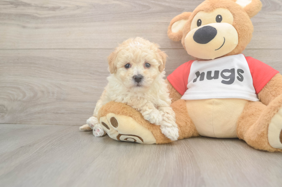 7 week old Poochon Puppy For Sale - Fairfield Furbabies
