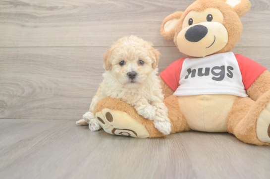 7 week old Poochon Puppy For Sale - Fairfield Furbabies Poochon Puppy for Adoption