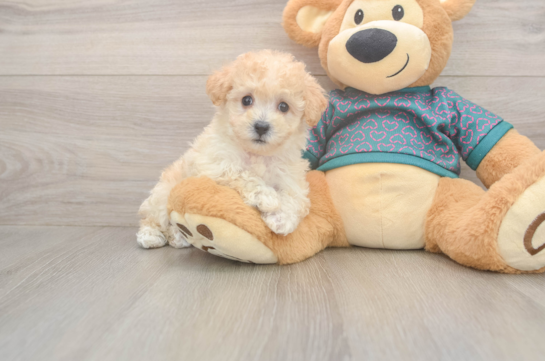 6 week old Poochon Puppy For Sale - Fairfield Furbabies Best Poochon Baby