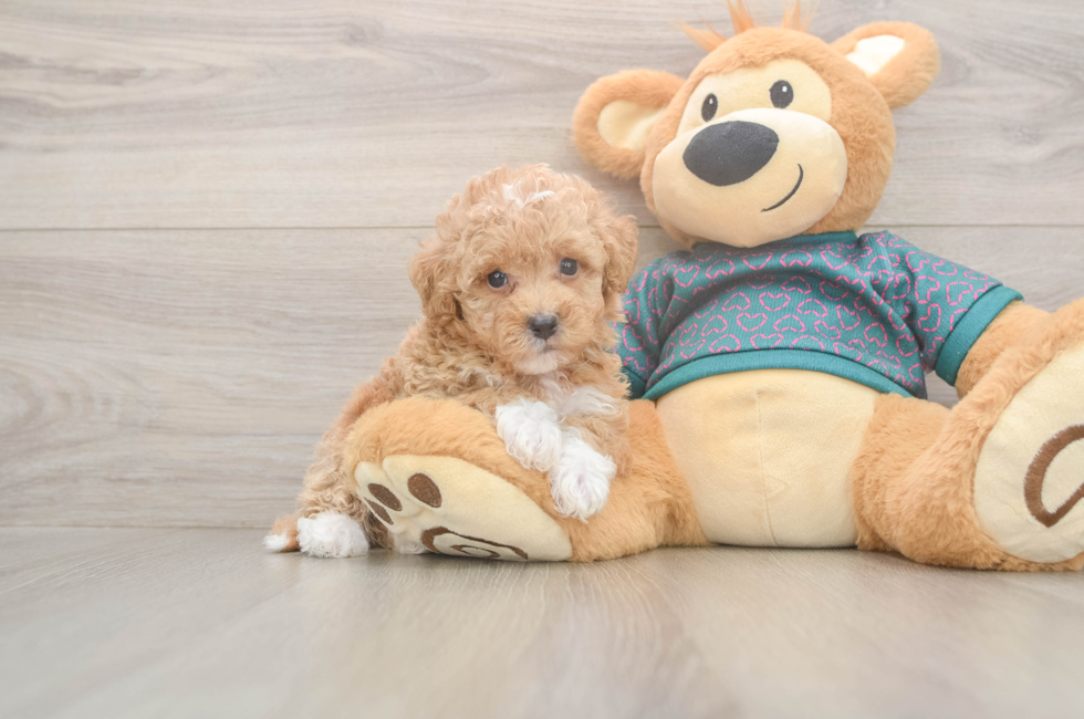 6 week old Poochon Puppy For Sale - Fairfield Furbabies