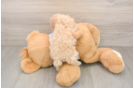Hypoallergenic Bichpoo Poodle Mix Puppy