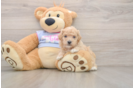 Petite Poochon Poodle Mix Pup