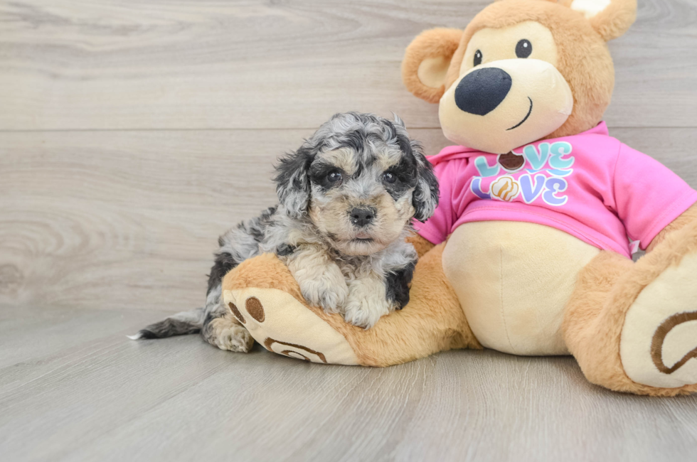 7 week old Poochon Puppy For Sale - Fairfield Furbabies