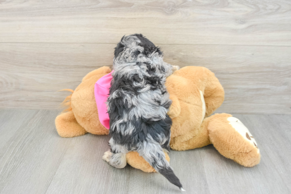Friendly Poochon Baby