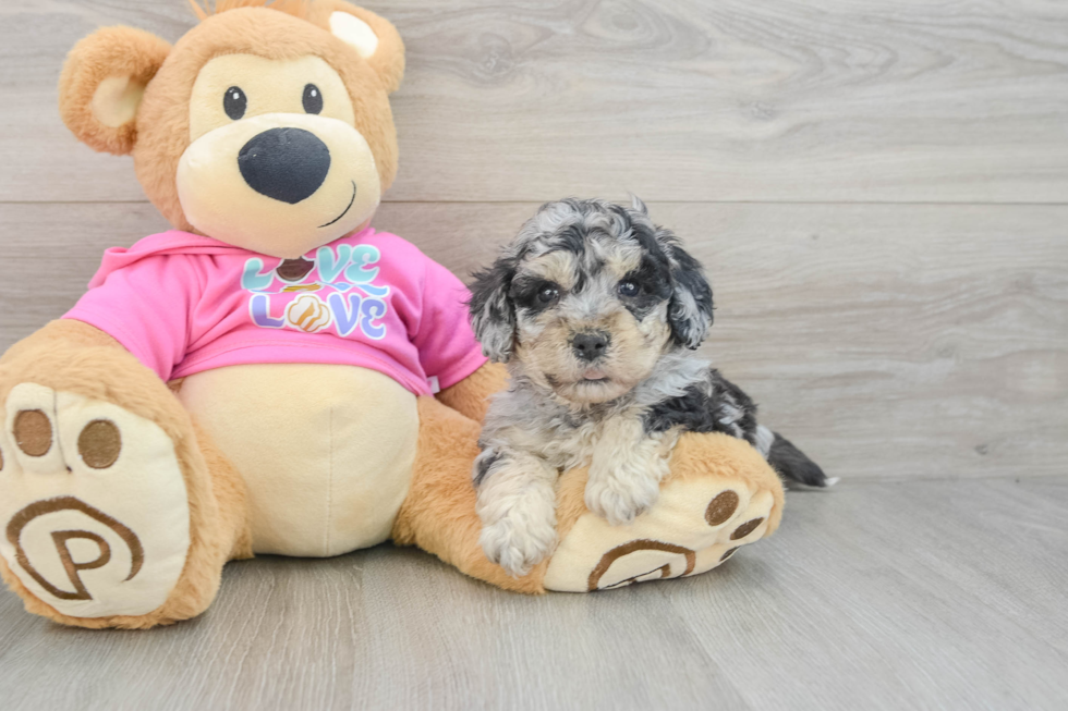 Energetic Bichpoo Poodle Mix Puppy