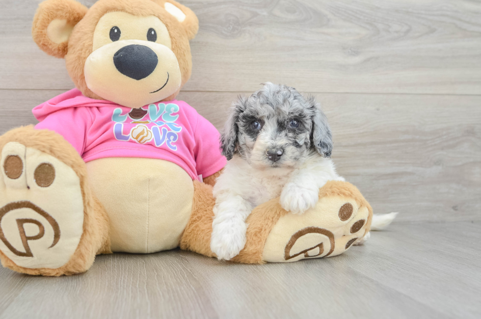 7 week old Poochon Puppy For Sale - Fairfield Furbabies