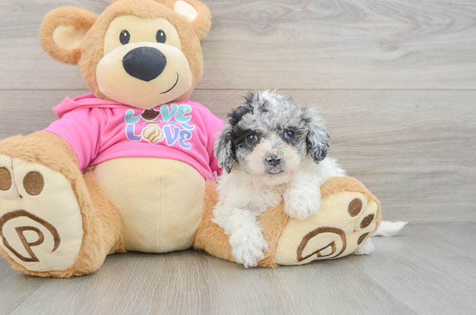 7 week old Poochon Puppy For Sale - Fairfield Furbabies