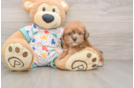 Popular Poochon Poodle Mix Pup