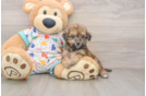 Happy Poochon Baby
