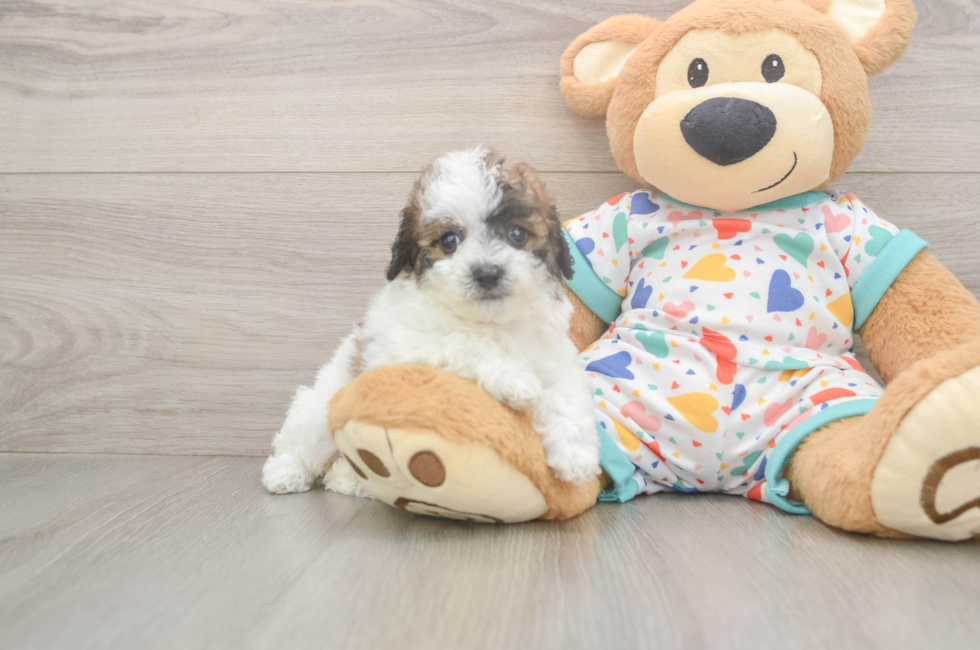 7 week old Poochon Puppy For Sale - Fairfield Furbabies