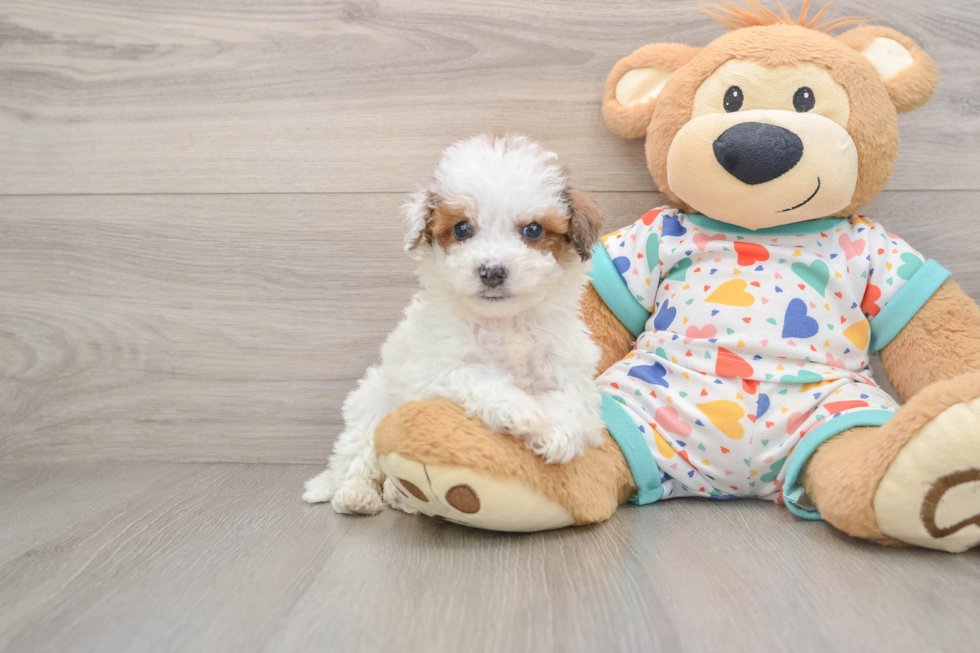 Friendly Poochon Baby