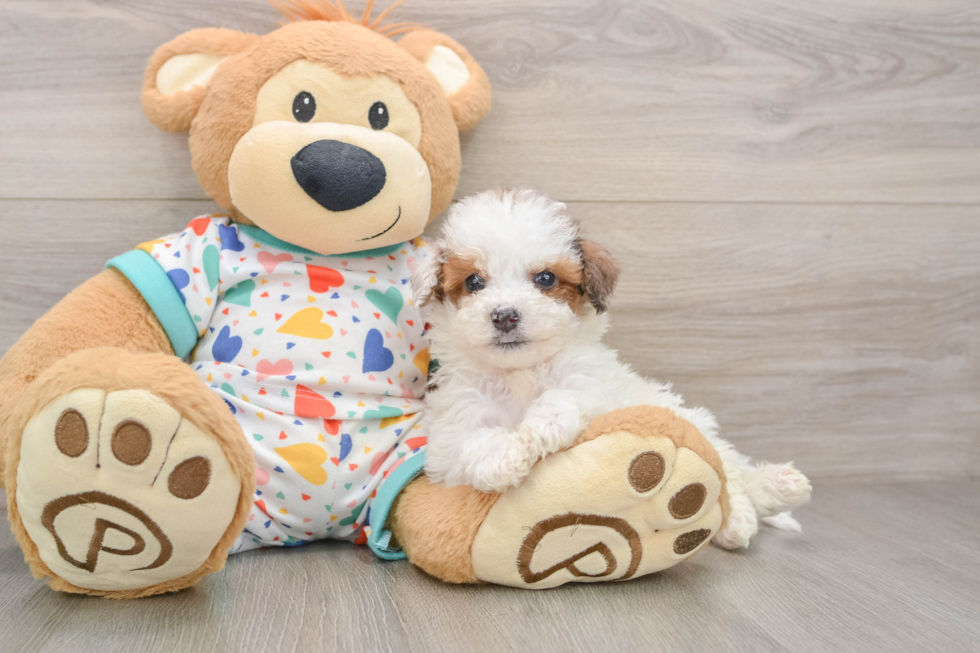 Poochon Pup Being Cute