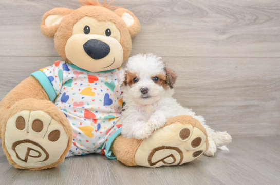 Poochon Pup Being Cute