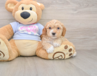 6 week old Poochon Puppy For Sale - Fairfield Furbabies