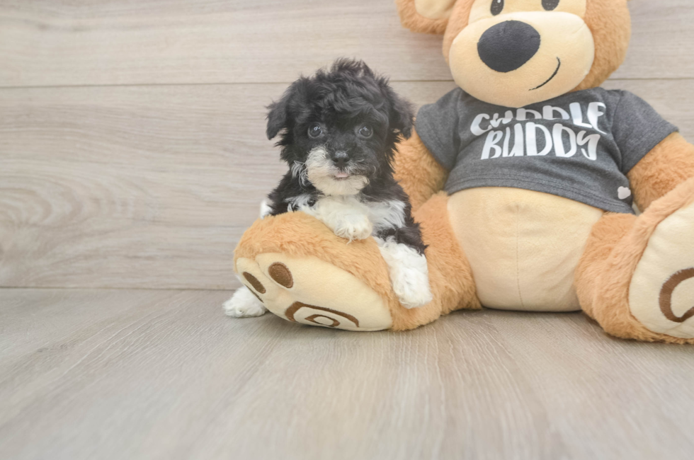 6 week old Poochon Puppy For Sale - Fairfield Furbabies