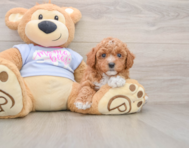 6 week old Poochon Puppy For Sale - Fairfield Furbabies