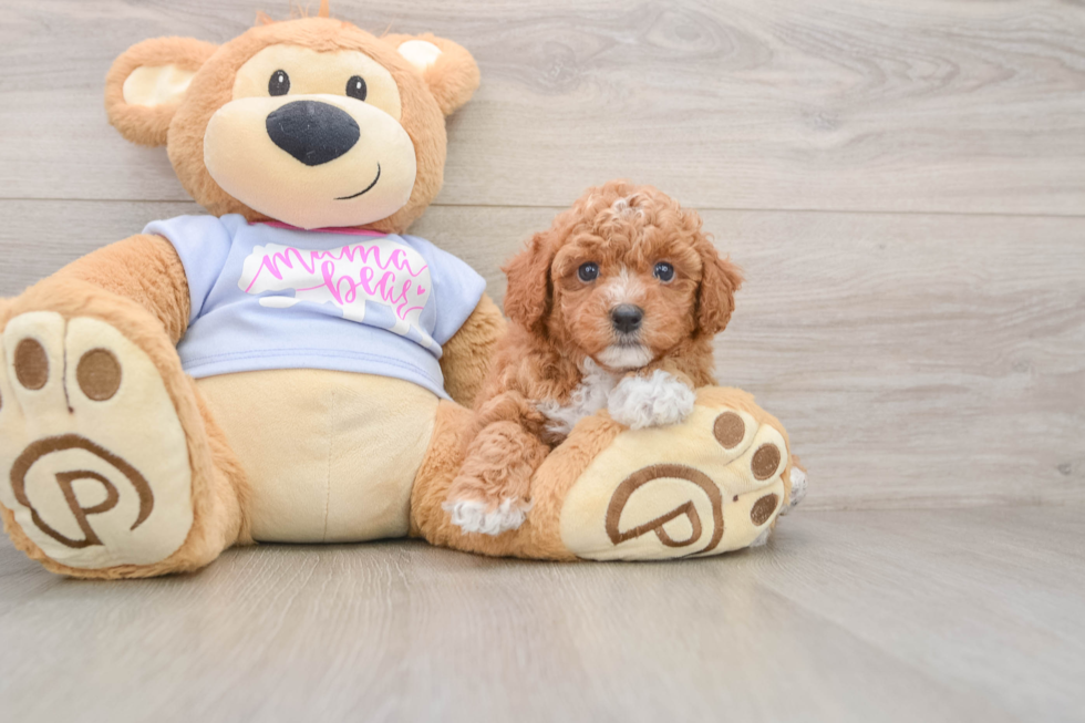 Petite Poochon Poodle Mix Pup