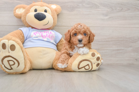 Petite Poochon Poodle Mix Pup