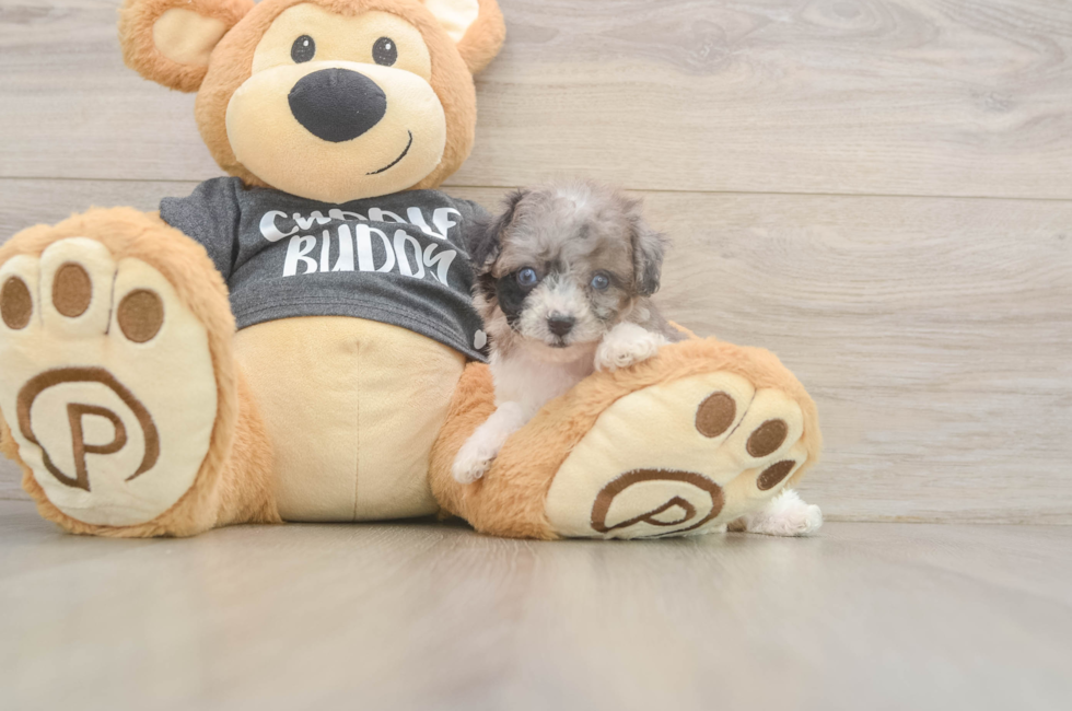 6 week old Poochon Puppy For Sale - Fairfield Furbabies