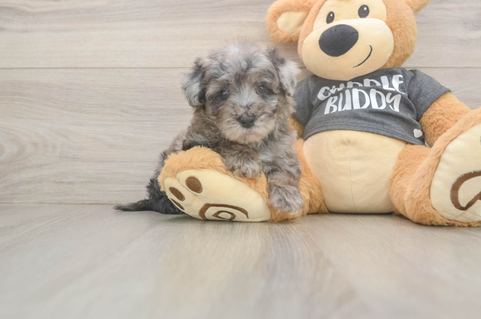 6 week old Poochon Puppy For Sale - Fairfield Furbabies