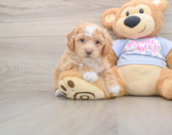 6 week old Poochon Puppy For Sale - Fairfield Furbabies