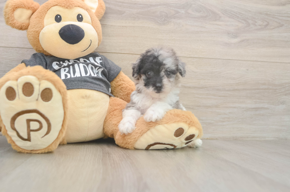 6 week old Poochon Puppy For Sale - Fairfield Furbabies