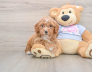 6 week old Poochon Puppy For Sale - Fairfield Furbabies