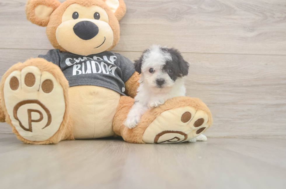 6 week old Poochon Puppy For Sale - Fairfield Furbabies