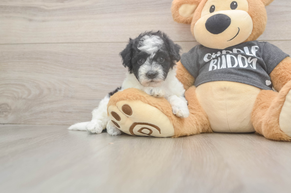 6 week old Poochon Puppy For Sale - Fairfield Furbabies