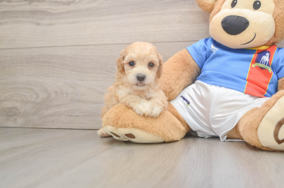 5 week old Poochon Puppy For Sale - Fairfield Furbabies