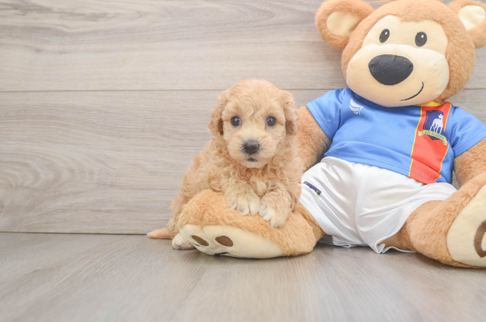 5 week old Poochon Puppy For Sale - Fairfield Furbabies