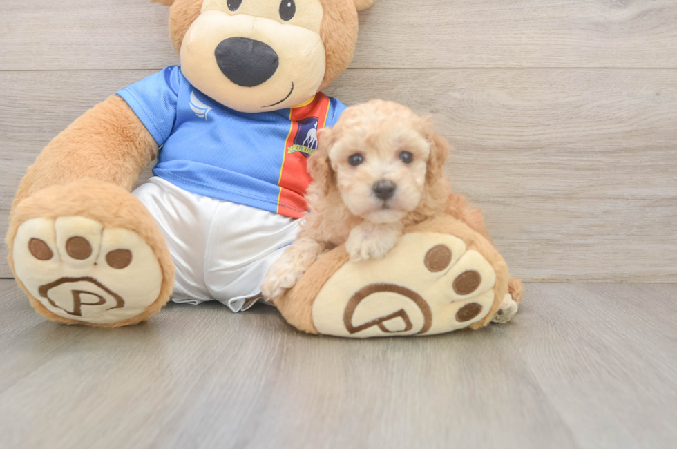 5 week old Poochon Puppy For Sale - Fairfield Furbabies