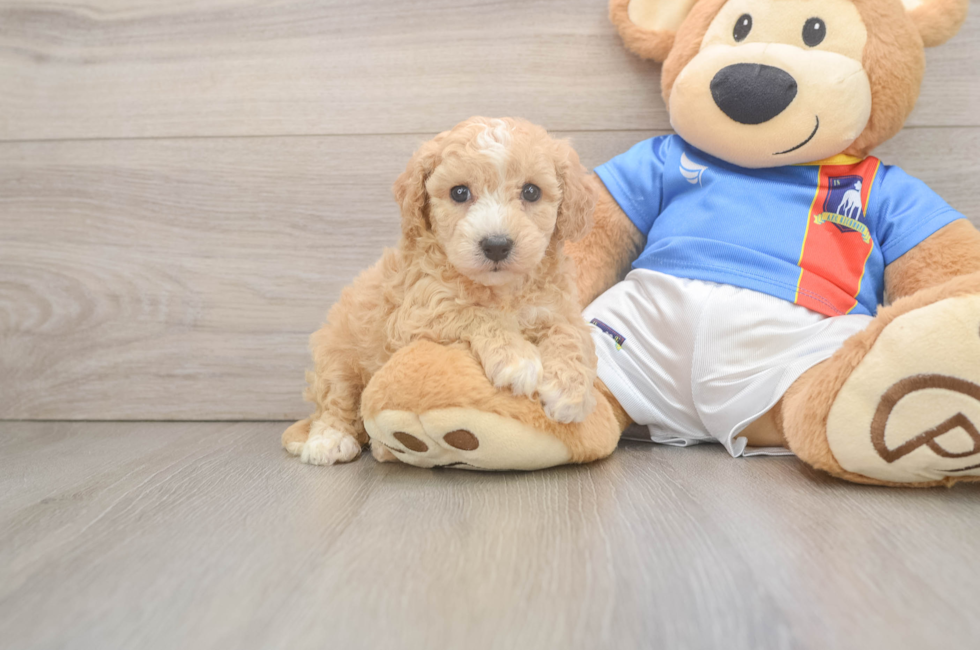 5 week old Poochon Puppy For Sale - Fairfield Furbabies