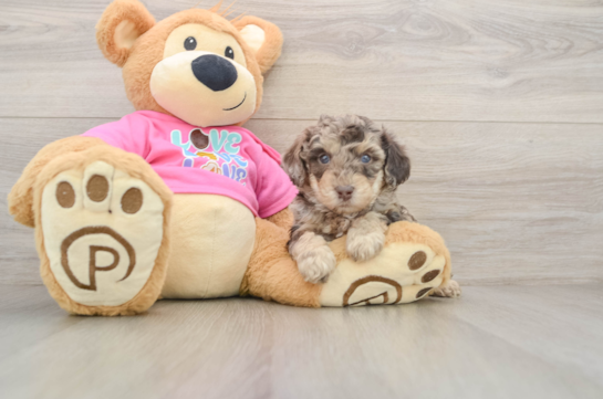 Funny Poochon Poodle Mix Pup