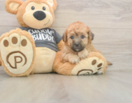 8 week old Poochon Puppy For Sale - Fairfield Furbabies