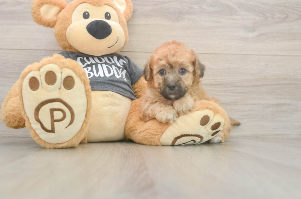 8 week old Poochon Puppy For Sale - Fairfield Furbabies