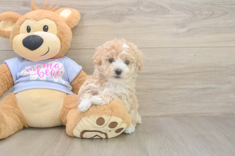 7 week old Poochon Puppy For Sale - Fairfield Furbabies