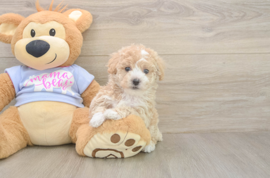 7 week old Poochon Puppy For Sale - Fairfield Furbabies Best Poochon Baby