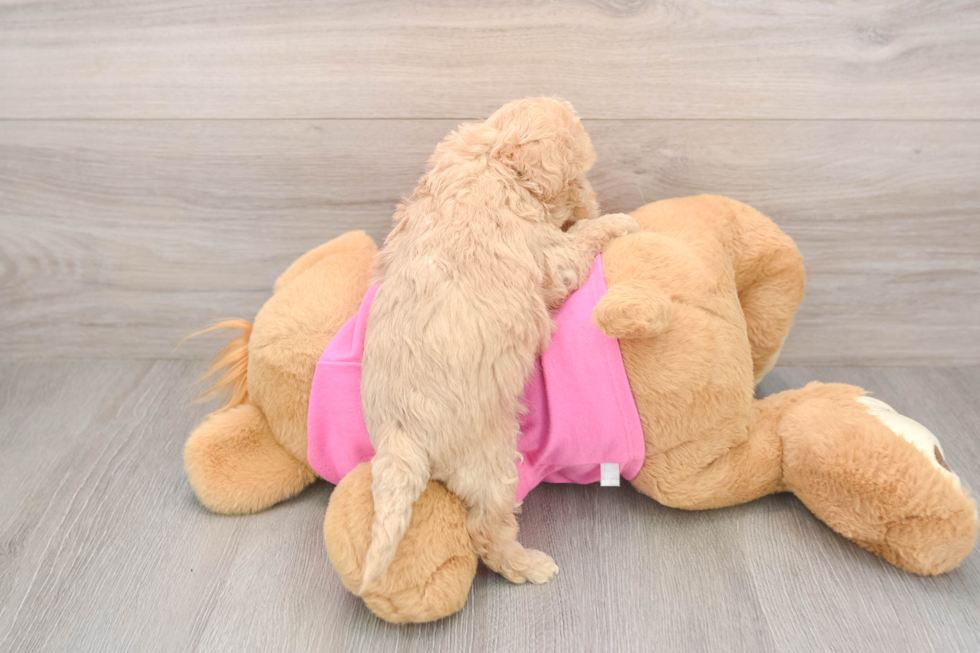 Funny Poochon Poodle Mix Pup