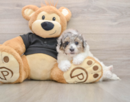 6 week old Poochon Puppy For Sale - Fairfield Furbabies