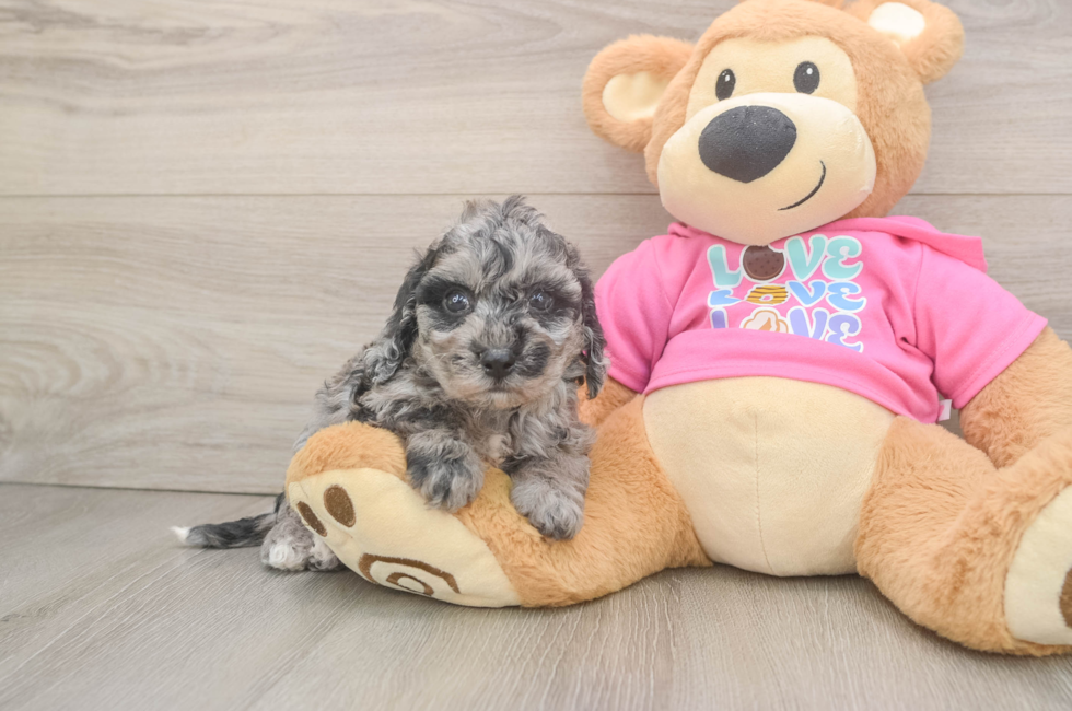5 week old Poochon Puppy For Sale - Fairfield Furbabies