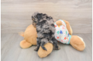 Poochon Puppy for Adoption