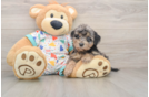 Poochon Puppy for Adoption