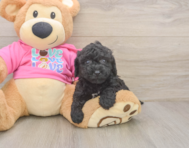 6 week old Poochon Puppy For Sale - Fairfield Furbabies